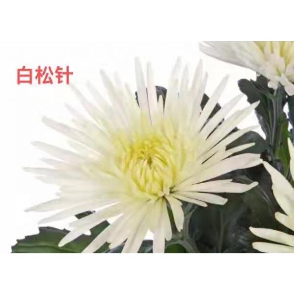 菊花系列 (16)