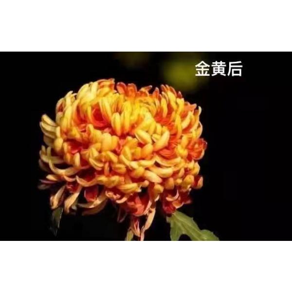 菊花系列 (14)