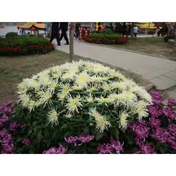 菊花系列 (1)