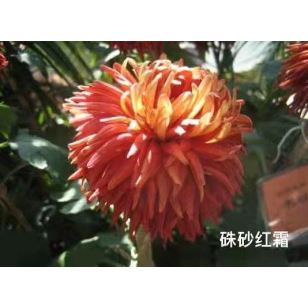 菊花系列 (12)