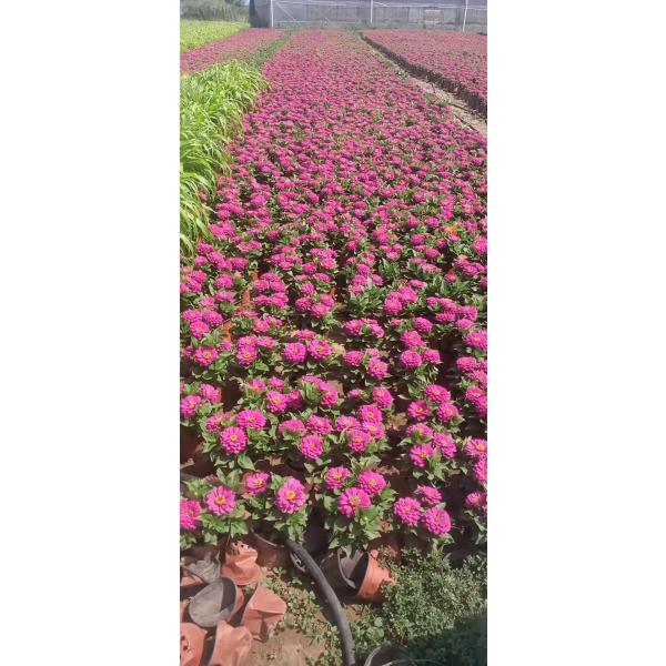 菊花系列 (11)
